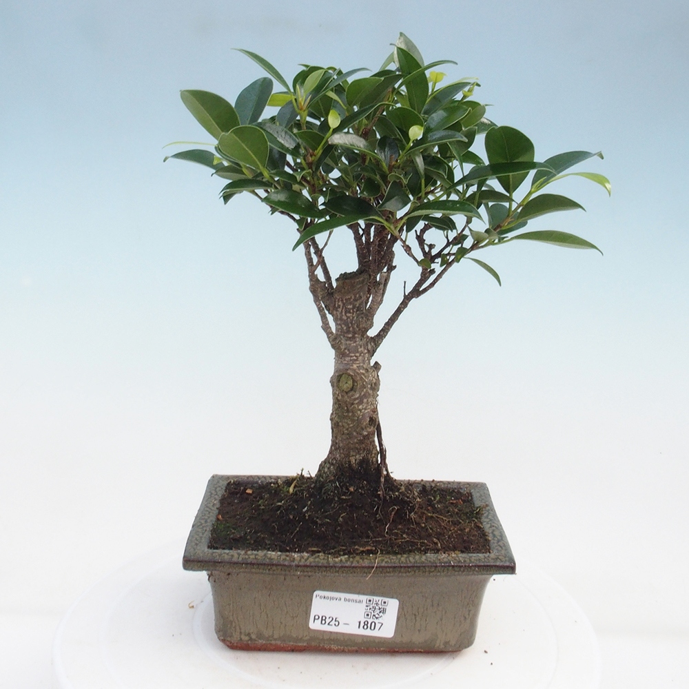 Bonsai wewnętrzne - Ficus retusa - figowiec drobnolistny