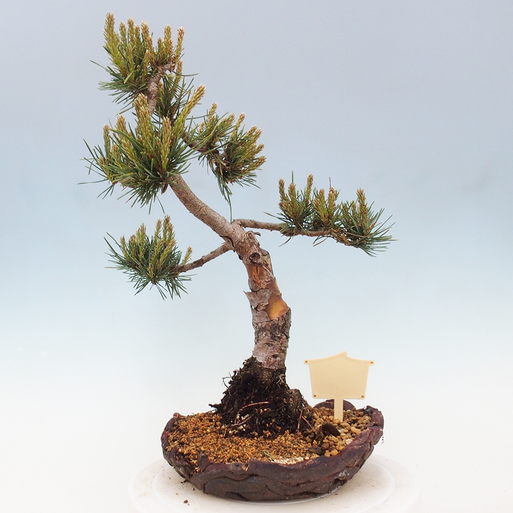 Outdoor bonsai - Pinus Sylvestris - sosna zwyczajna
