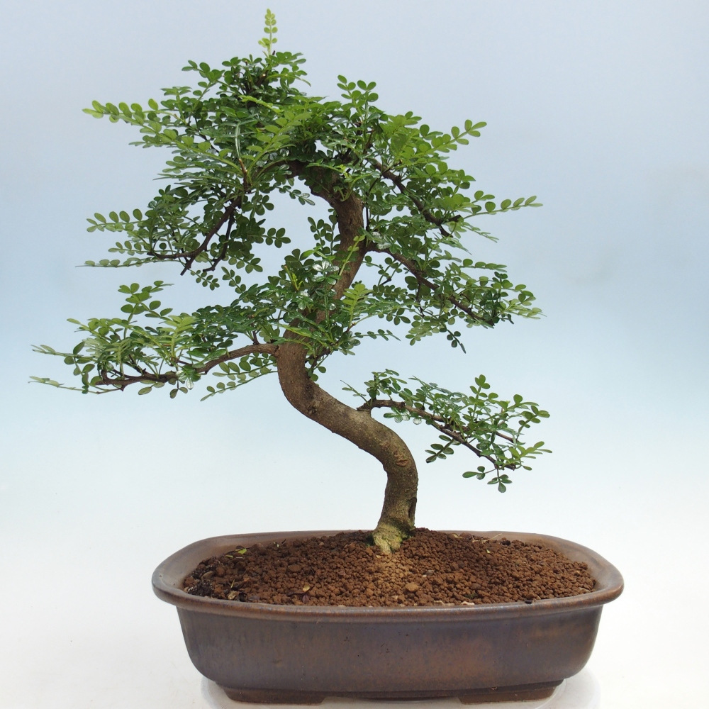 Pokój bonsai - Zantoxylum piperitum - drzewo pieprzowe