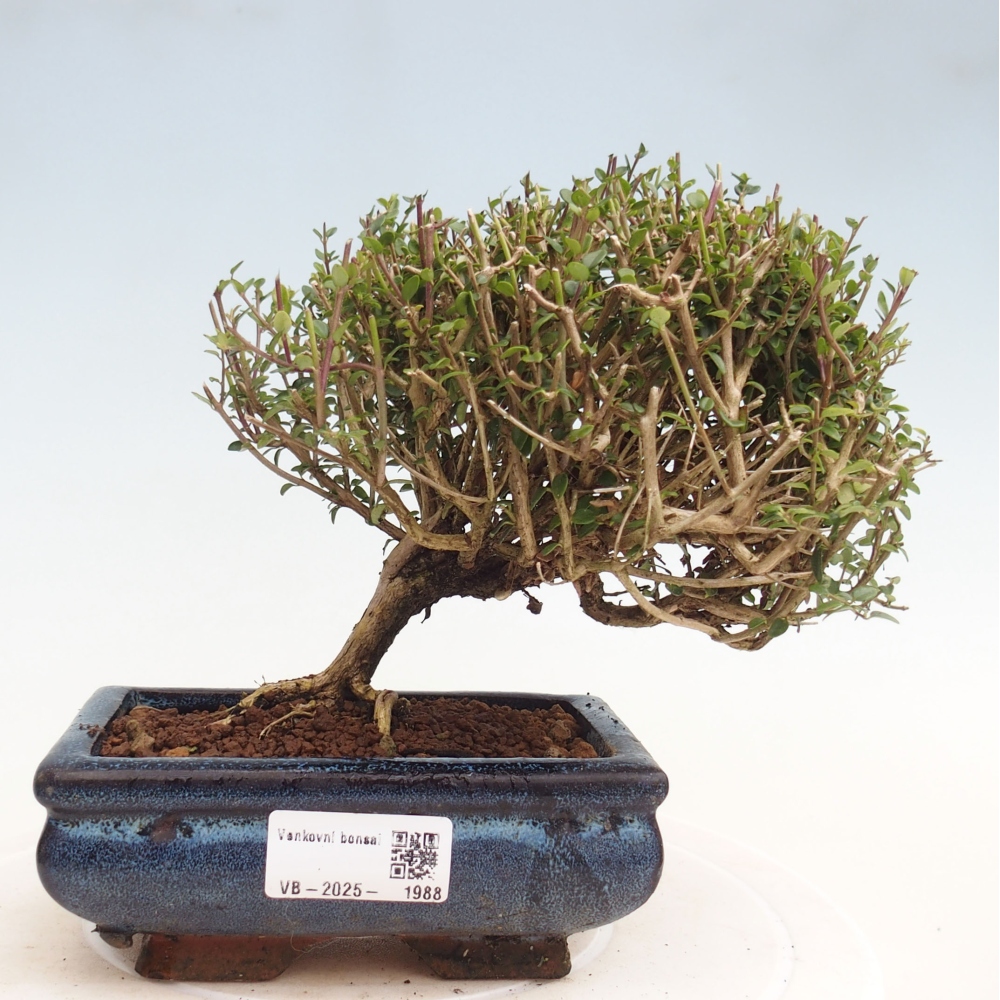 Odkryty bonsai-Lonicera nitida Twiggy -Wiciokrzew