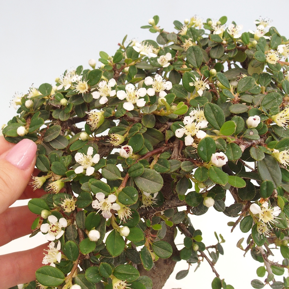 Outdoor bonsai-Cotoneaster dammeri - Rock Damer