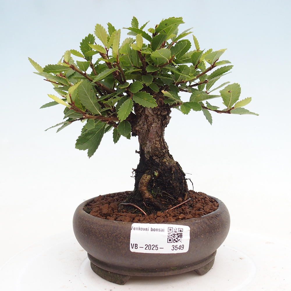 Bonsai zewnętrzne - Zelkova - Zelkova NIRE