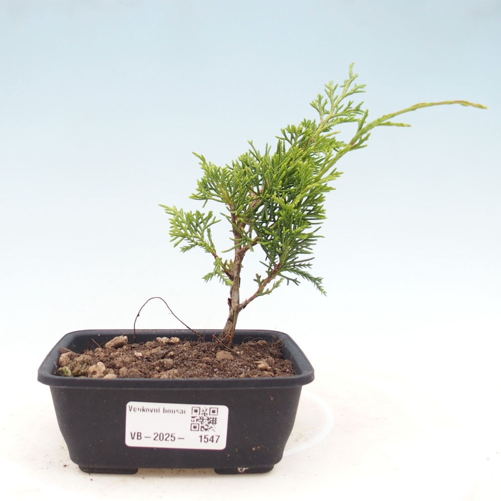 Outdoor bonsai - Juniperus chinensis Itoigawa - Jałowiec chiński