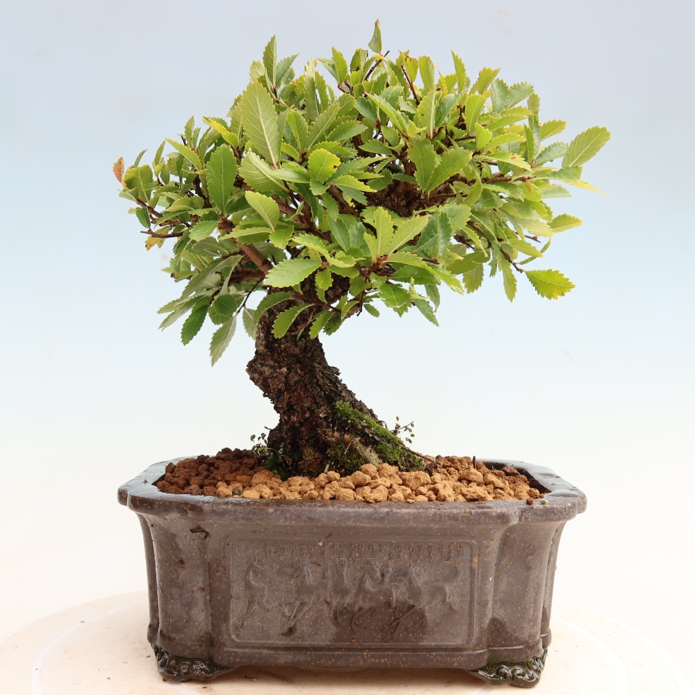 Bonsai zewnętrzne - Zelkova - Zelkova NIRE