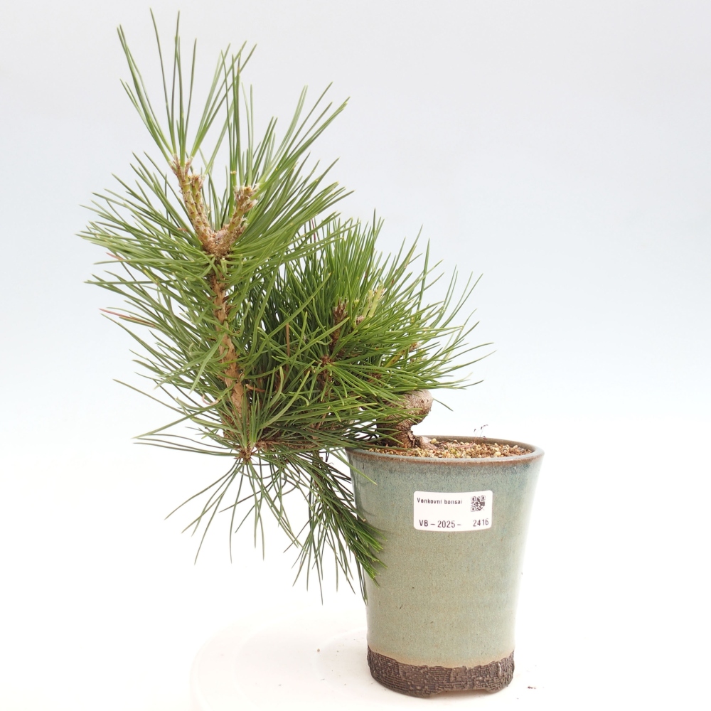 Bonsai ogrodowe - Pinus thunbergii - Sosna Thunbergia