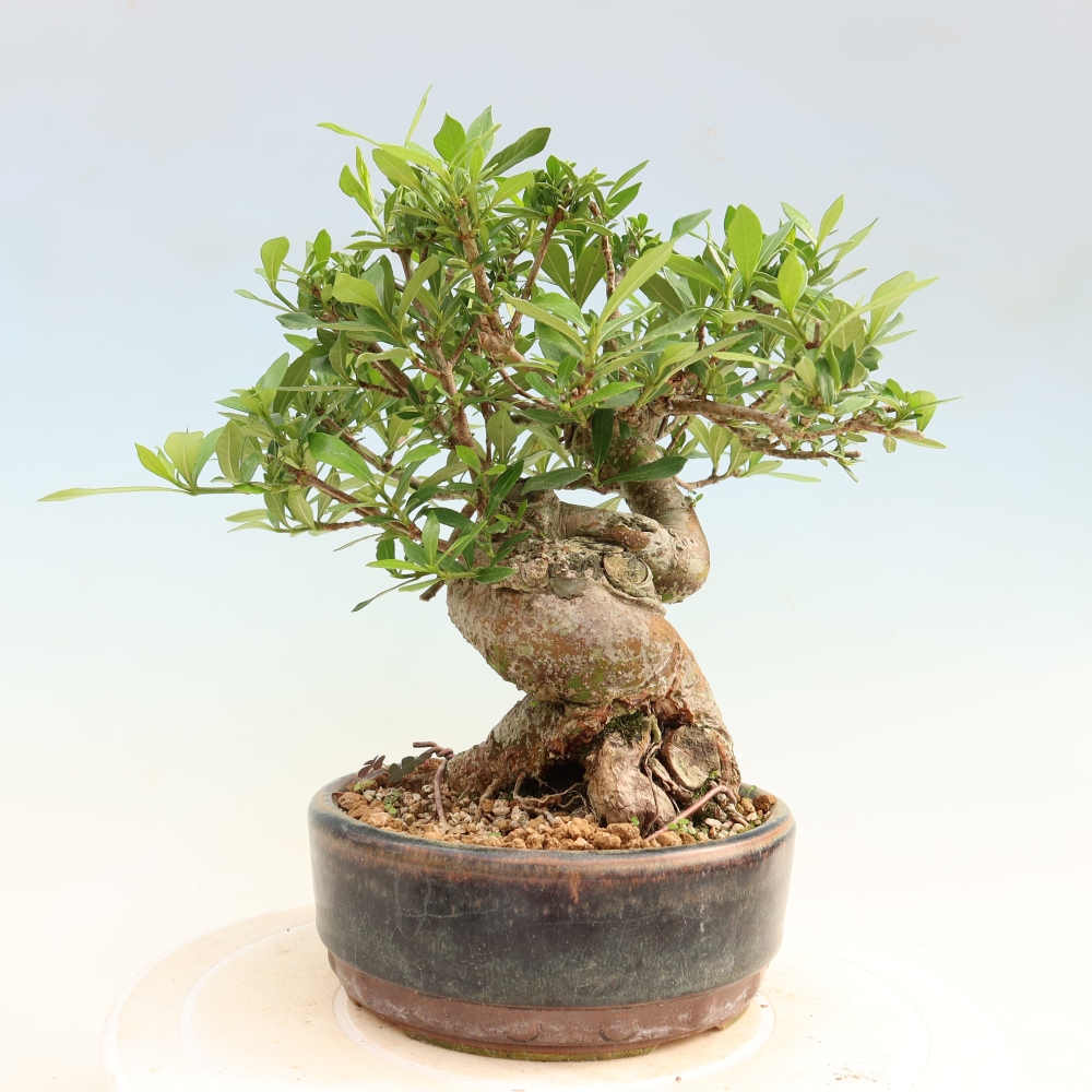 Bonsai pokojowe – Gardenia jasminoides – Gardenia