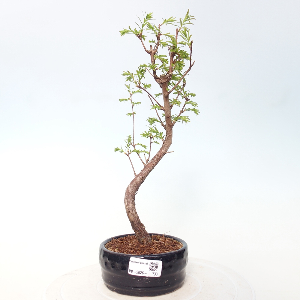 Outdoor bonsai - Metasequoia glyptostroboides - Metasekwoja chińska