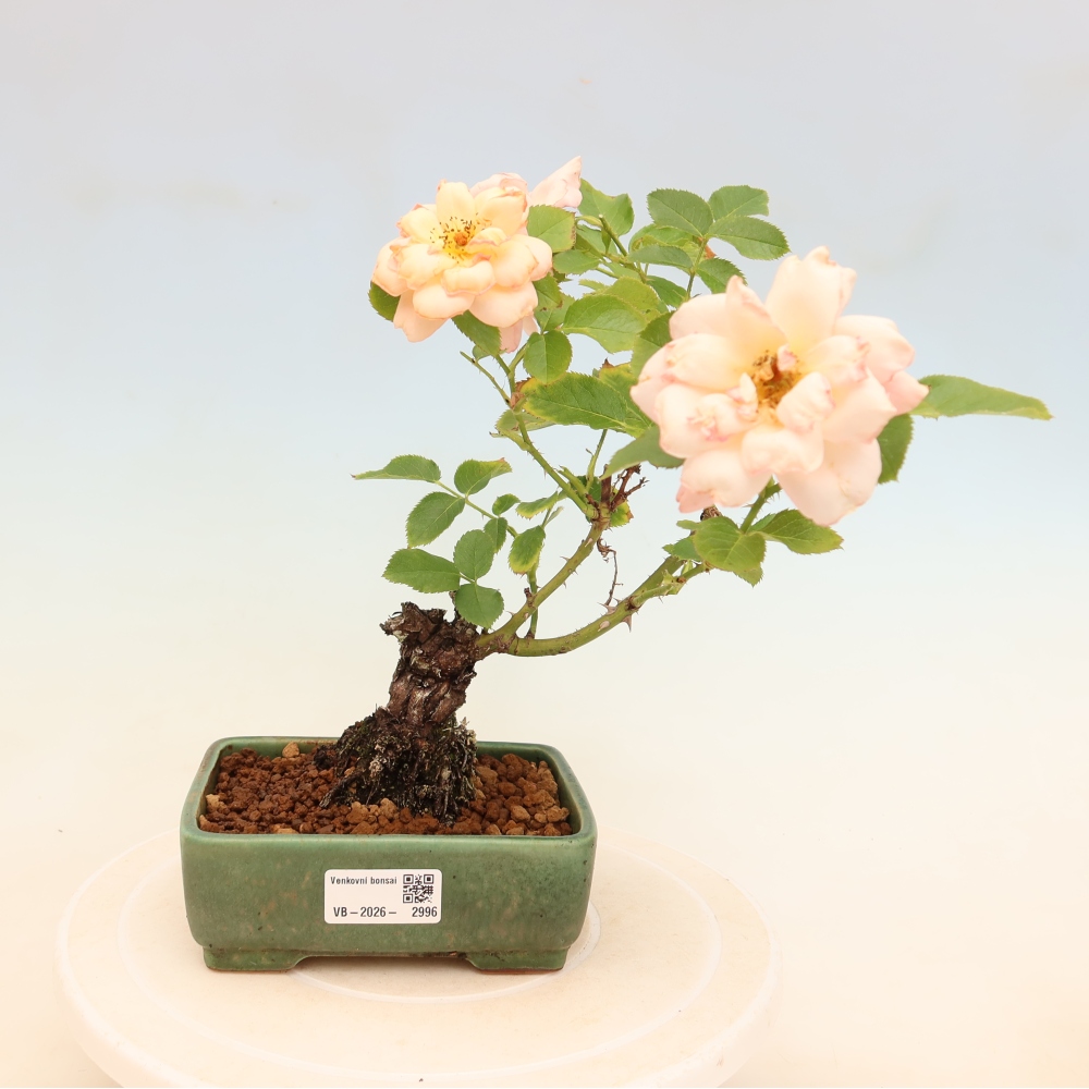 Bonsai ogrodowe – Rosa Kordes – róża