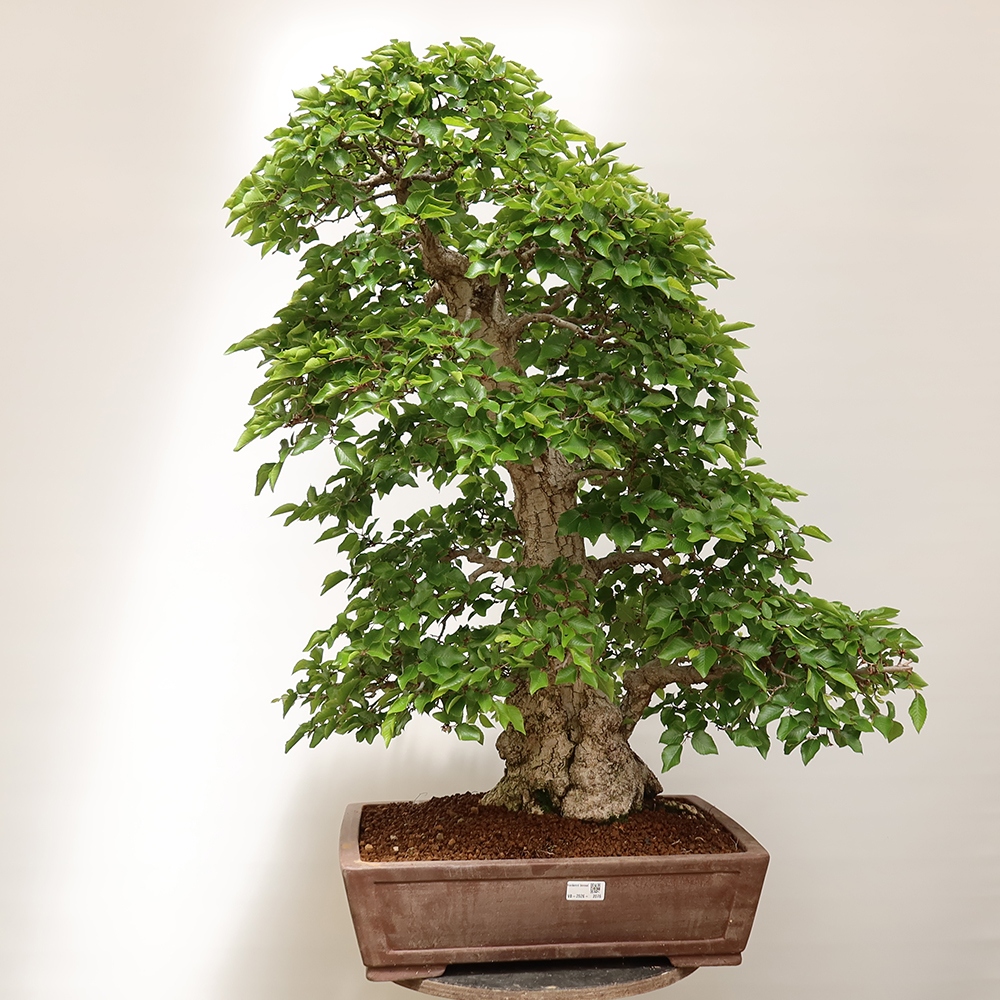 Bonsai plenerowe - Carpinus Coreana - grab koreański