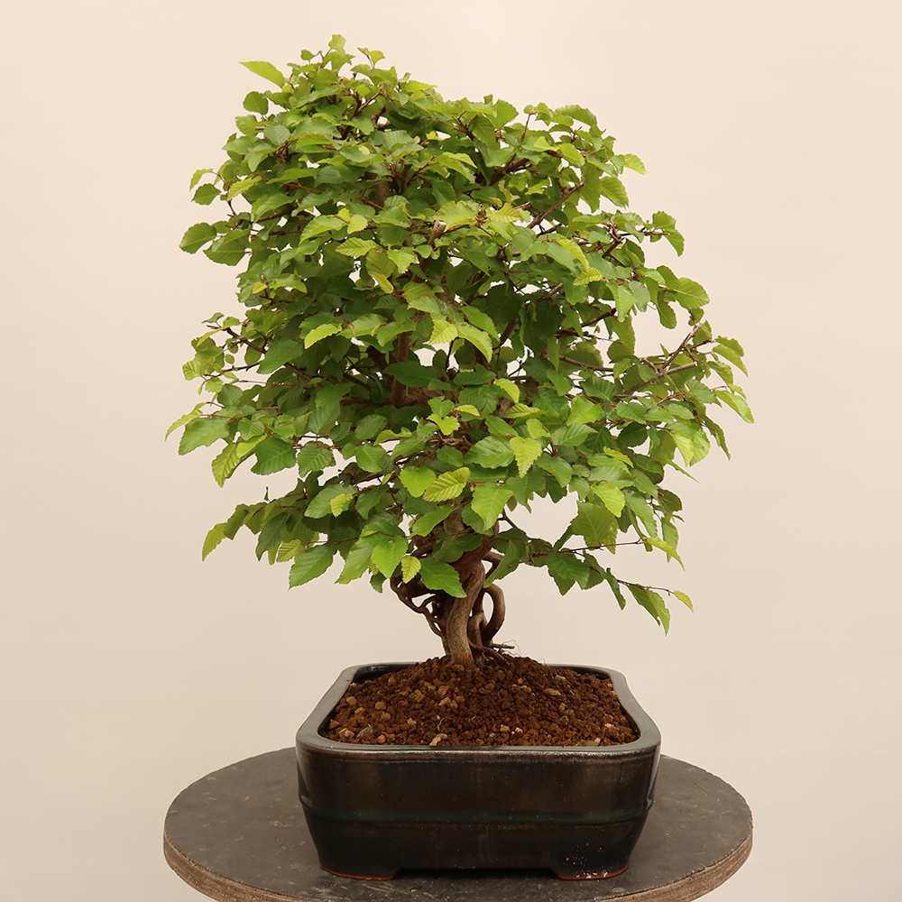 Bonsai plenerowe - Carpinus Coreana - grab koreański
