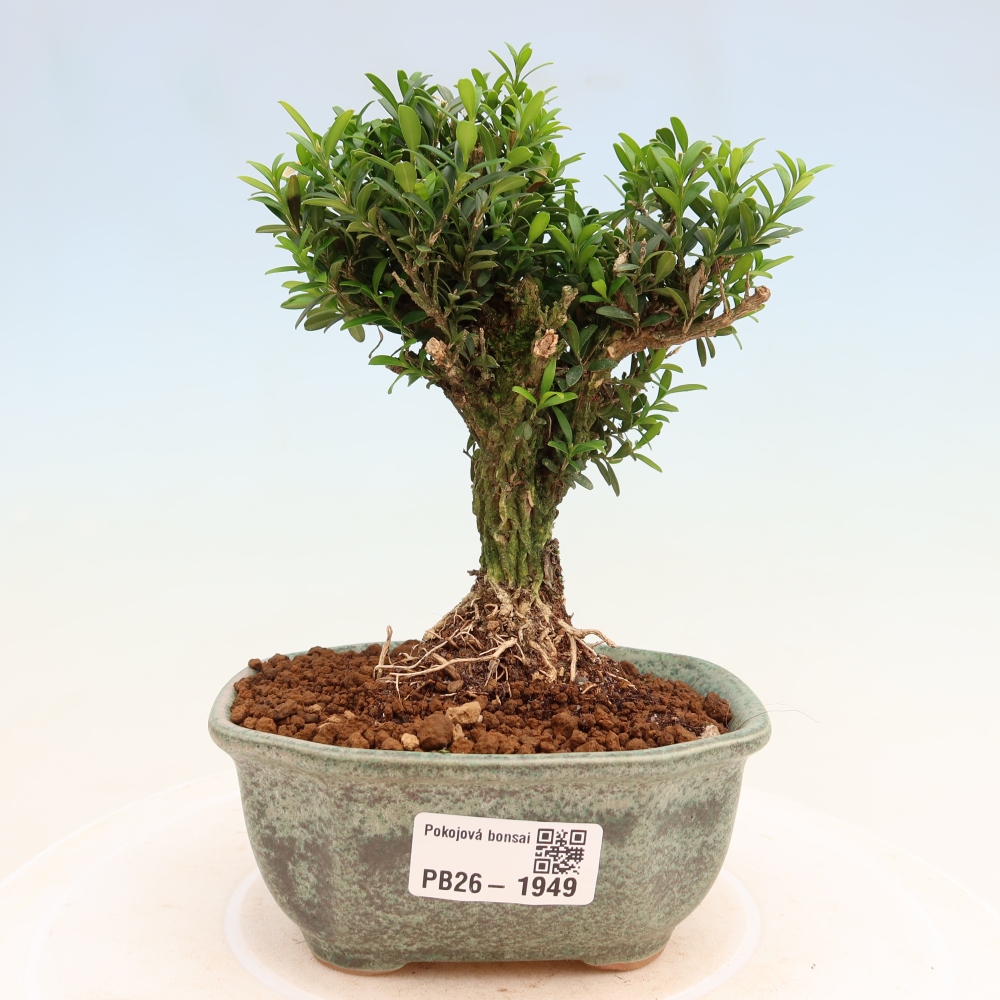 Pokój bonsai - Buxus harlandii - buxus korkowy