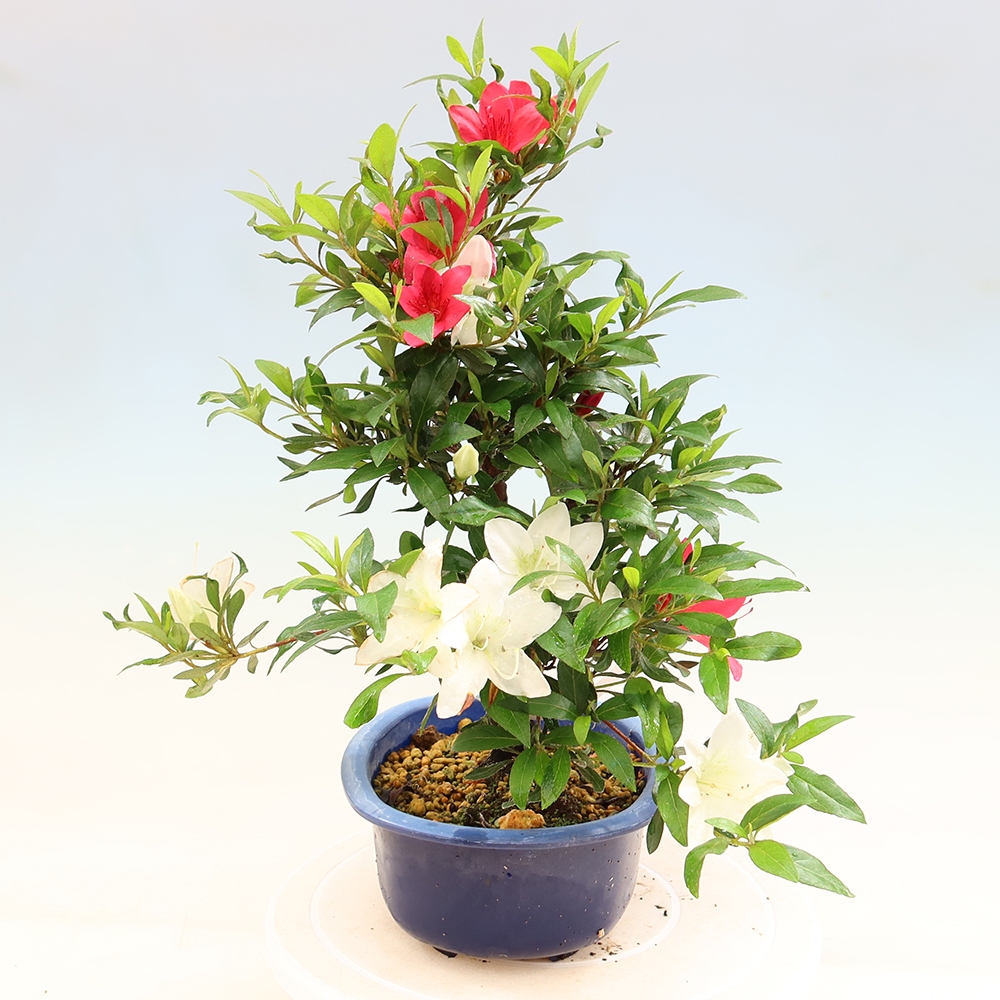 Bonsai zewnętrzne - Azalia japońska - Azalia CHIHIRO