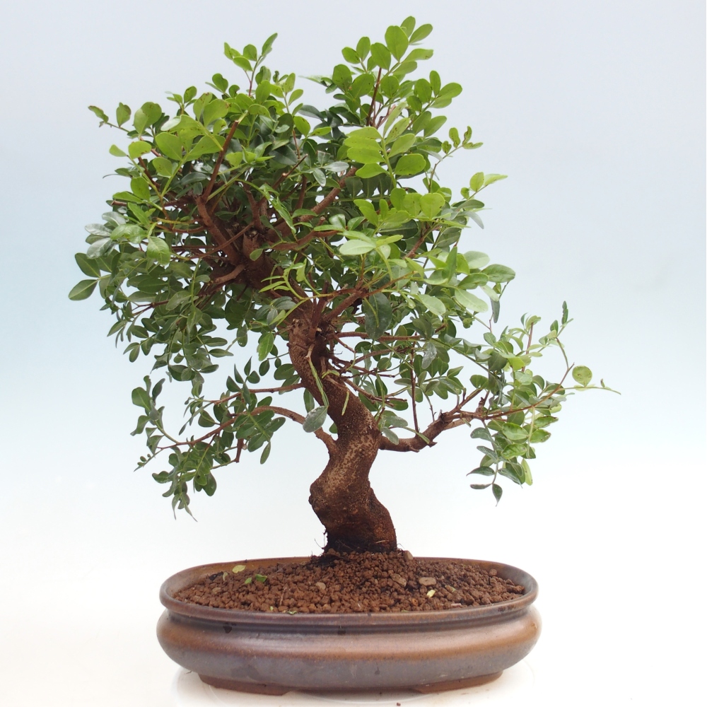 Bonsai pokojowe - Pistacja