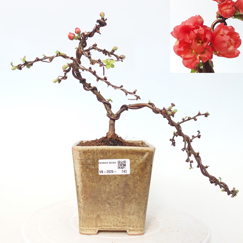 Outdoor bonsai - Chaneomeles s. Red Joy - Pigwa
