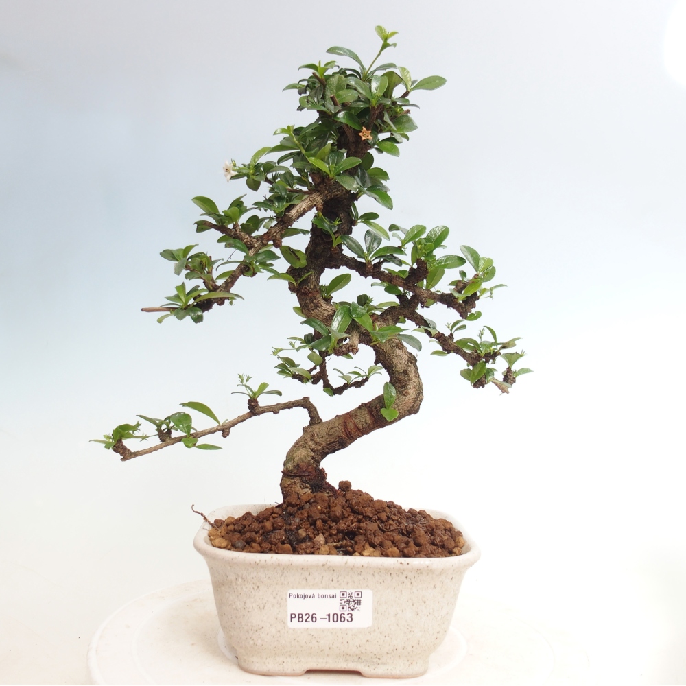 Bonsai pokojowe - Carmona macrophylla - Tea fuki