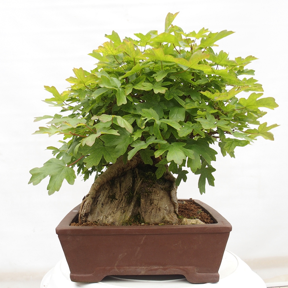 Bonsai zewnętrzne - Klon dziecięcy - Acer campestre