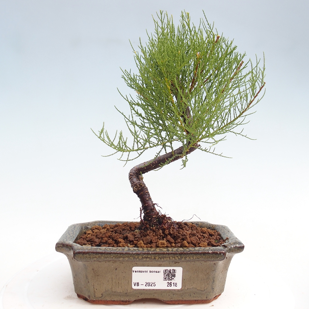 Bonsai na zewnątrz - Tamarix - Tamarix