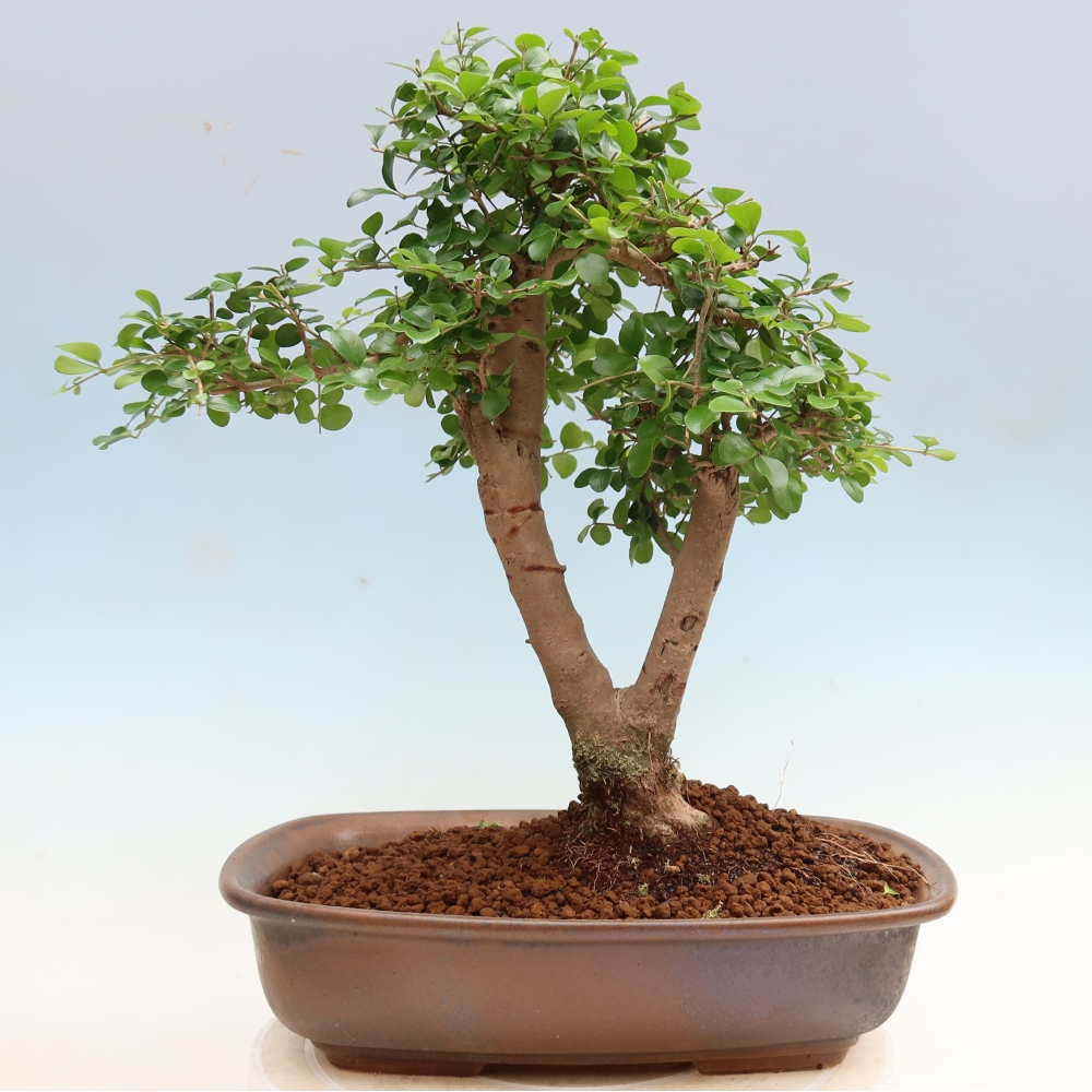 Pokój bonsai - Ligustrum retusa - dziób ptaka drobnolistnego
