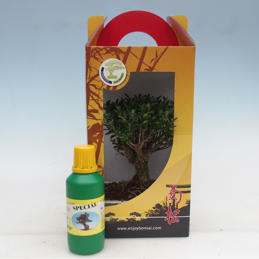 Bonsai pokojowe w pudełku upominkowym Buxus harlandii - buxus korkowy