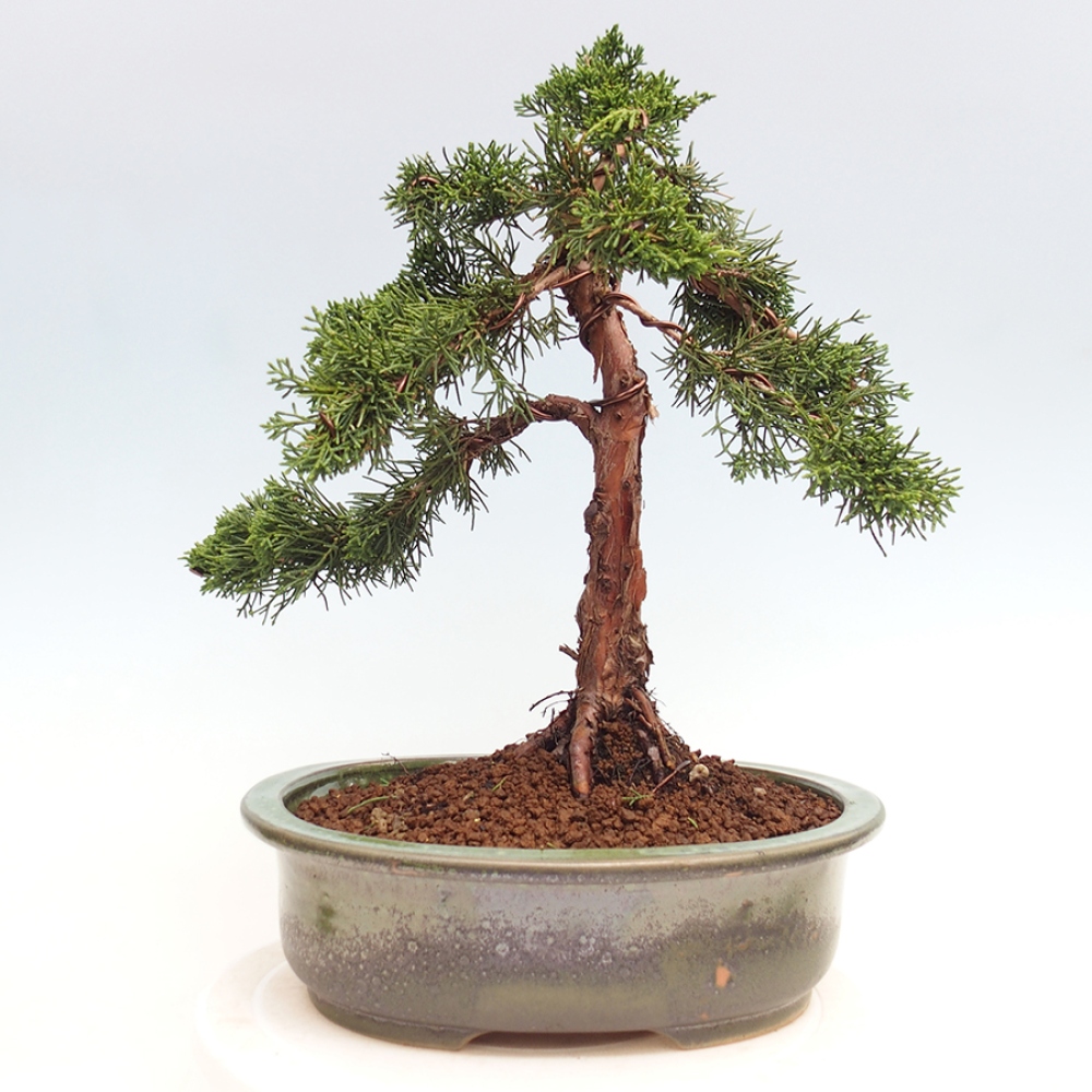 Outdoor bonsai - Juniperus chinensis Kishu - chiński jałowiec