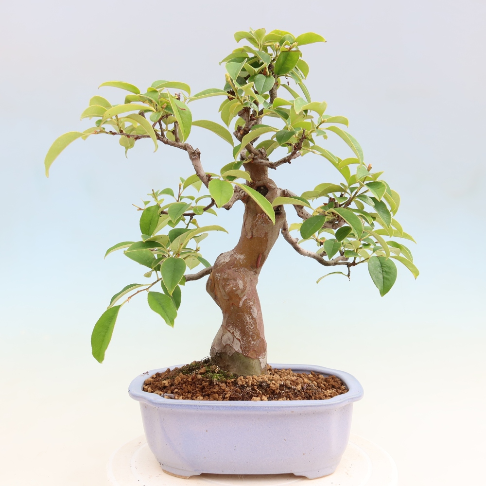 Outdoor bonsai - Pseudocydonia sinensis - pigwa chińska