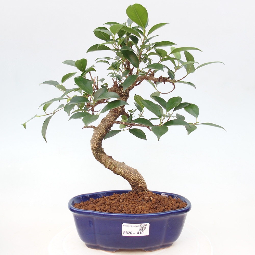 Pokój bonsai - Ficus retusa - figowiec drobnolistny
