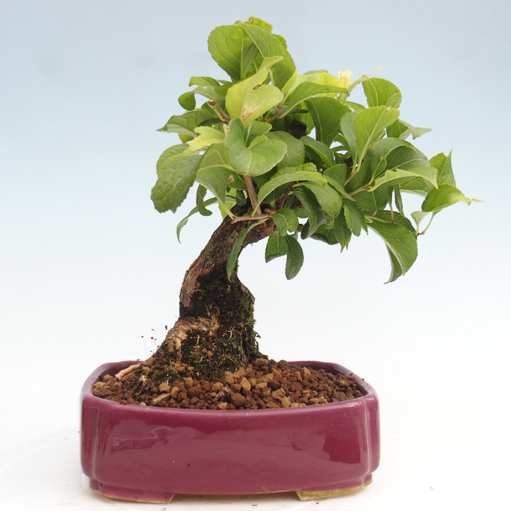 Bonsai na zewnątrz - Celastrus Jesenec