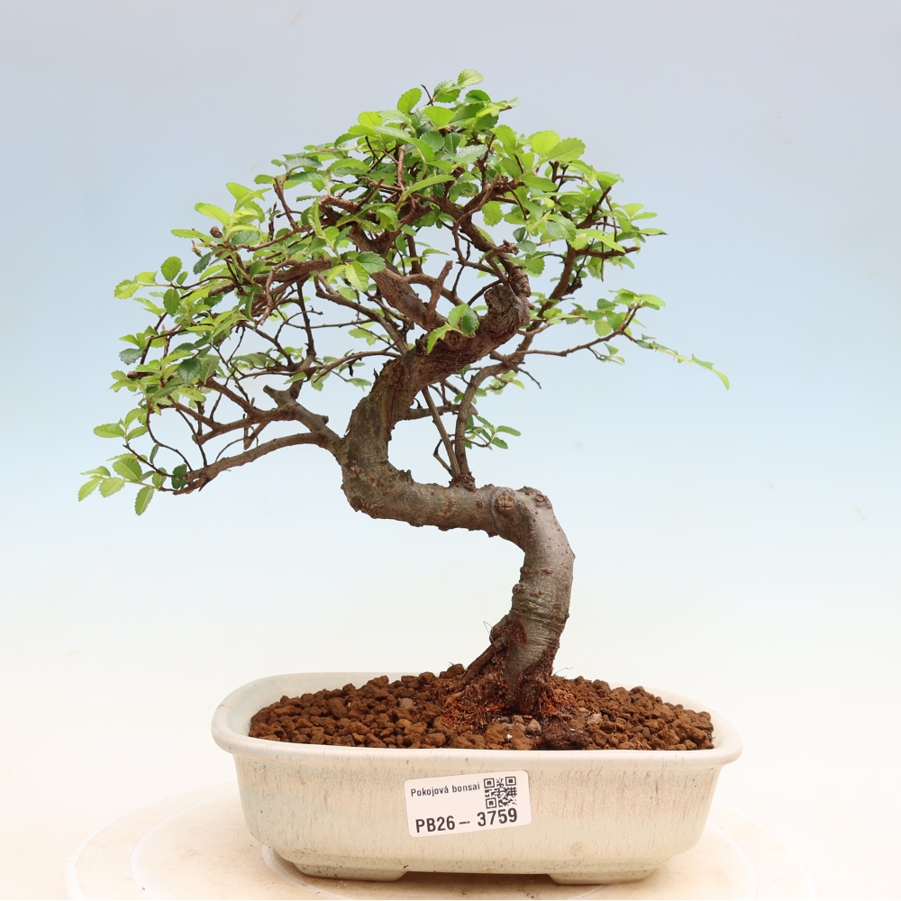 Pokój bonsai - Ulmus parvifolia - Wiąz drobnolistny