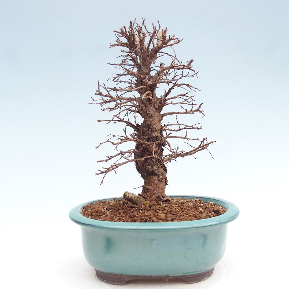 Bonsai zewnętrzne - Zelkova - Zelkova NIRE