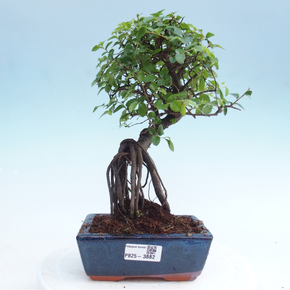 Pokój bonsai - Ulmus parvifolia - Wiąz drobnolistny