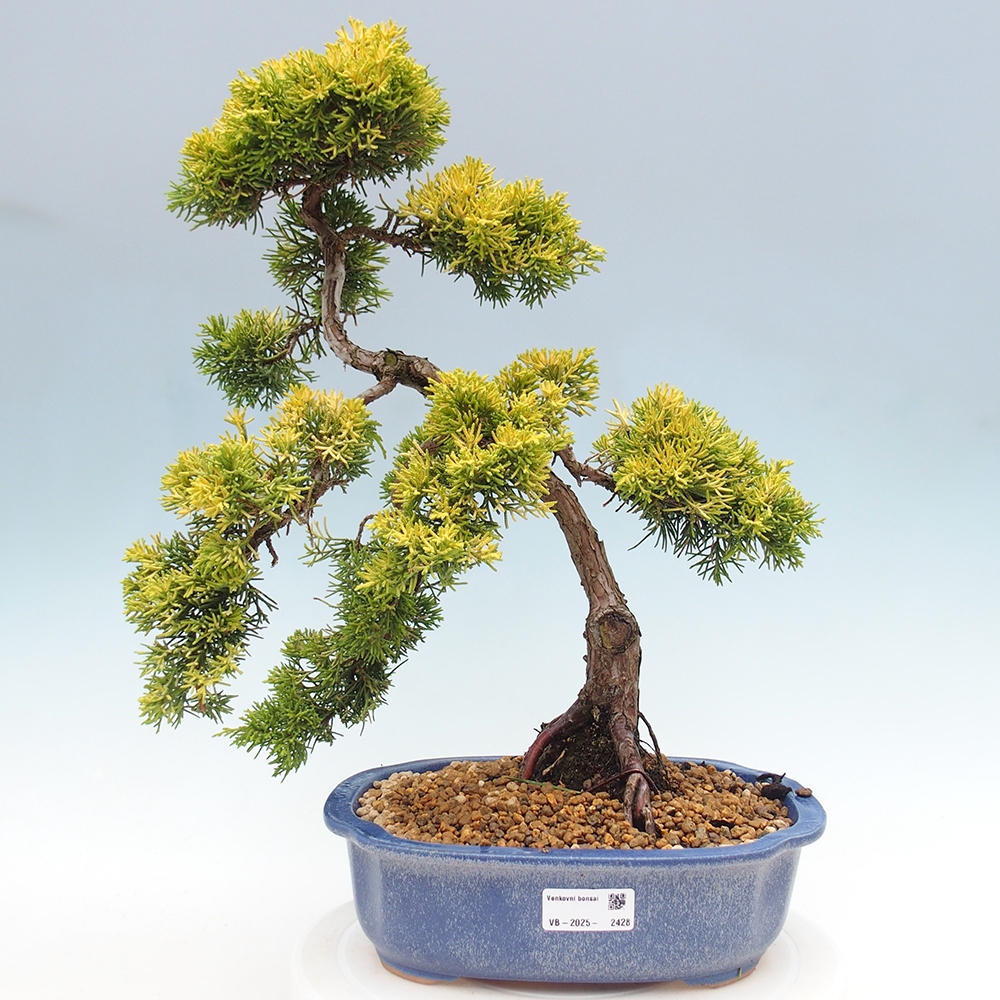 Bonsai plenerowe - Juniperus chinensis plumosa aurea - chiński jałowiec złoty