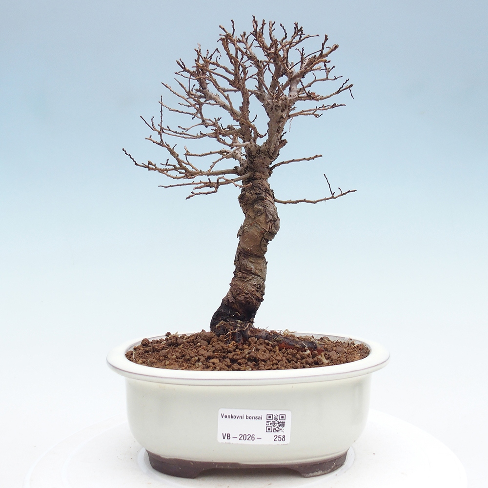 Bonsai zewnętrzne - Zelkova - Zelkova NIRE
