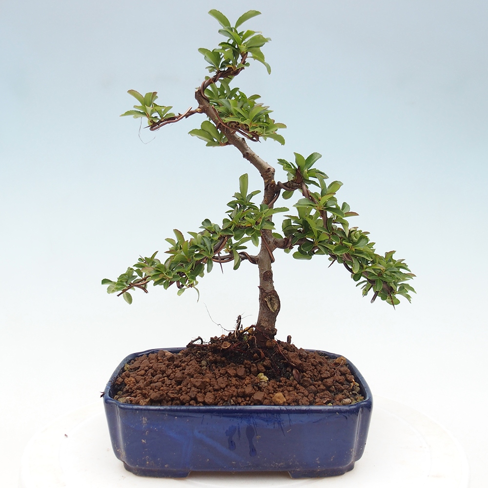 Outdoor bonsai-Pyracantha Teton -Hlox