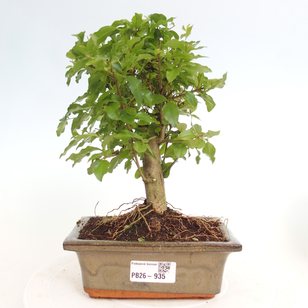 Pokój bonsai - Ligustrum chinensis - Dziób ptaka