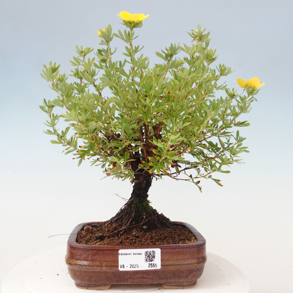 Outdoor bonsai-Pięciolistnik - Potentila fruticosa żółty Ptak