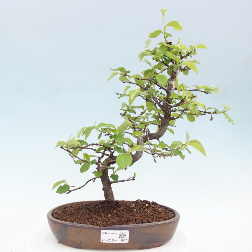Bonsai zewnętrzne - Chaneomeles chinensis