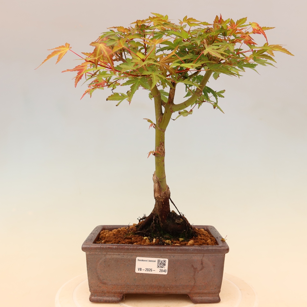 Klon pospolity - Acer palmatum Beni Tsukasa