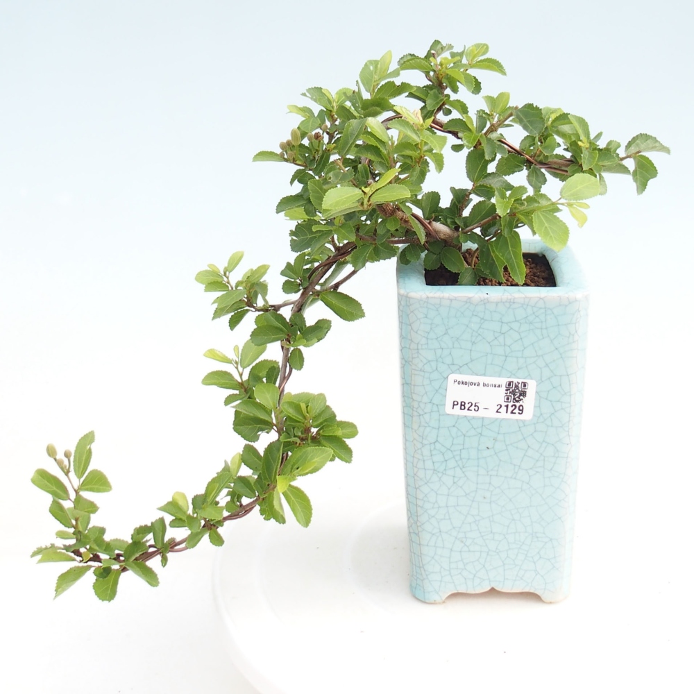 Kryty bonsai - Grewia occidentalis - Lawendowa gwiazda