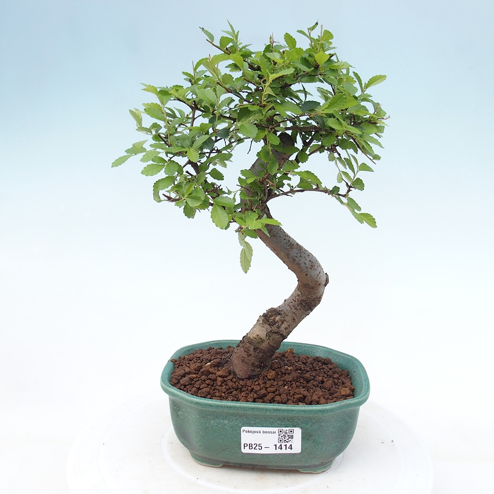 Bonsai wewnętrzne - Ulmus parvifolia - Wiąz drobnolistny