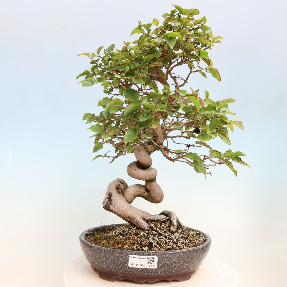 Outdoor bonsai - Carpinus CARPINOIDES - grab koreański