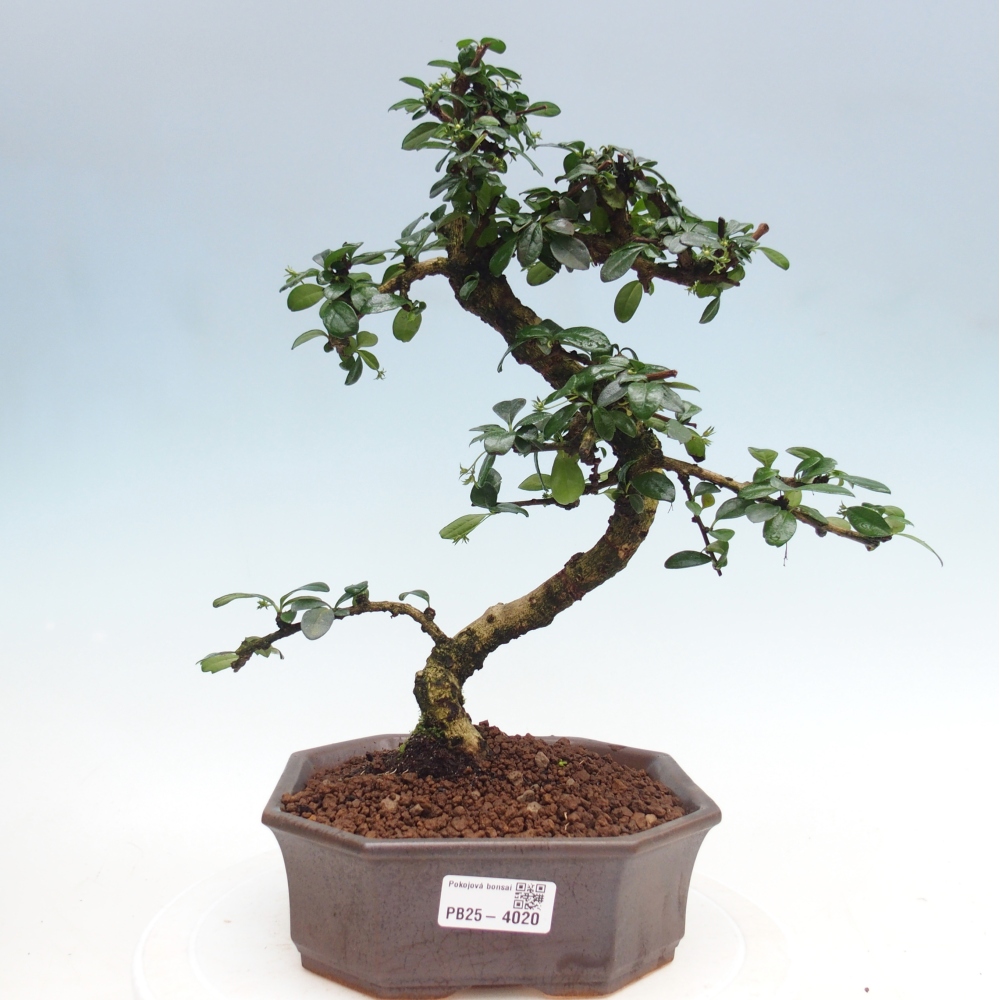 Bonsai pokojowe - Carmona macrophylla - Tea fuki