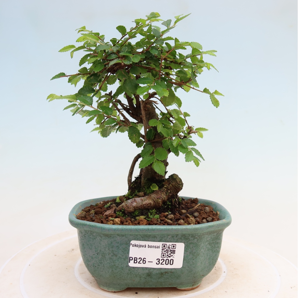 Pokój bonsai - Ulmus parvifolia - Wiąz drobnolistny