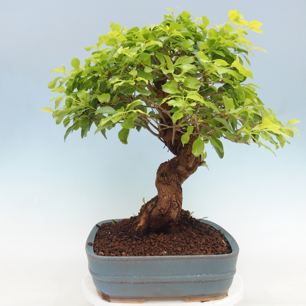 Bonsai pokojowe - Duranta erecta Aurea - WYŁĄCZNIE ODBIÓR OSOBISTY lub transport paletowy