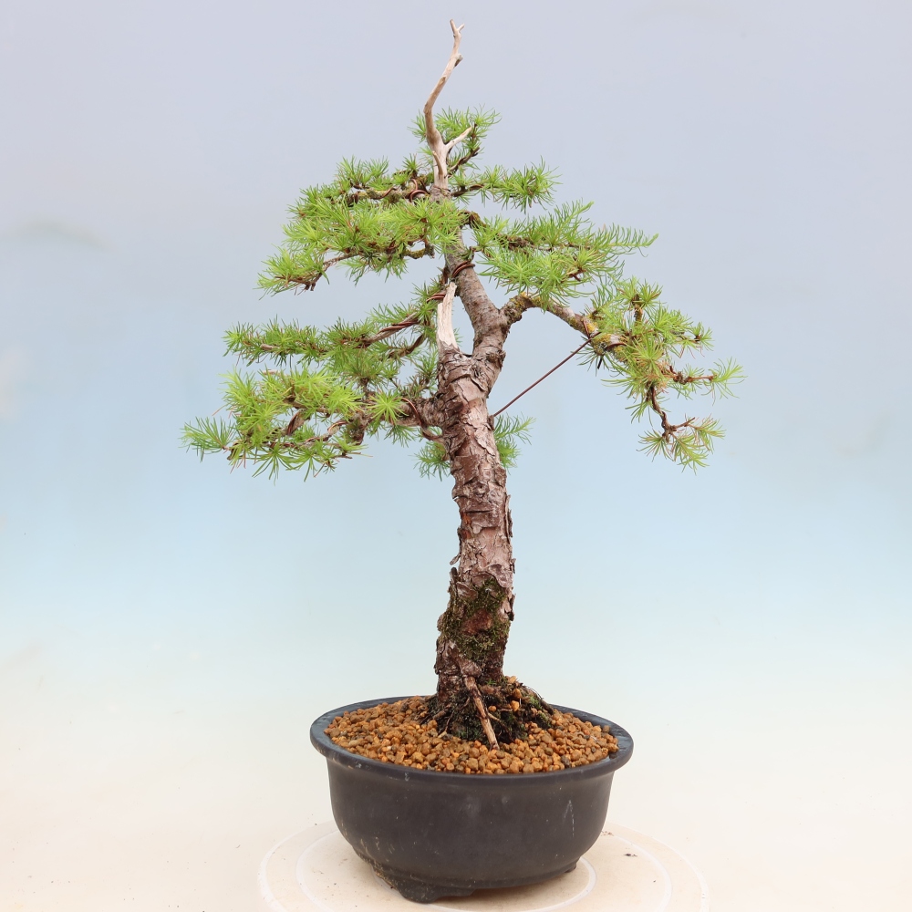 Bonsai zewnętrzne - Larix decidua - Modrzew