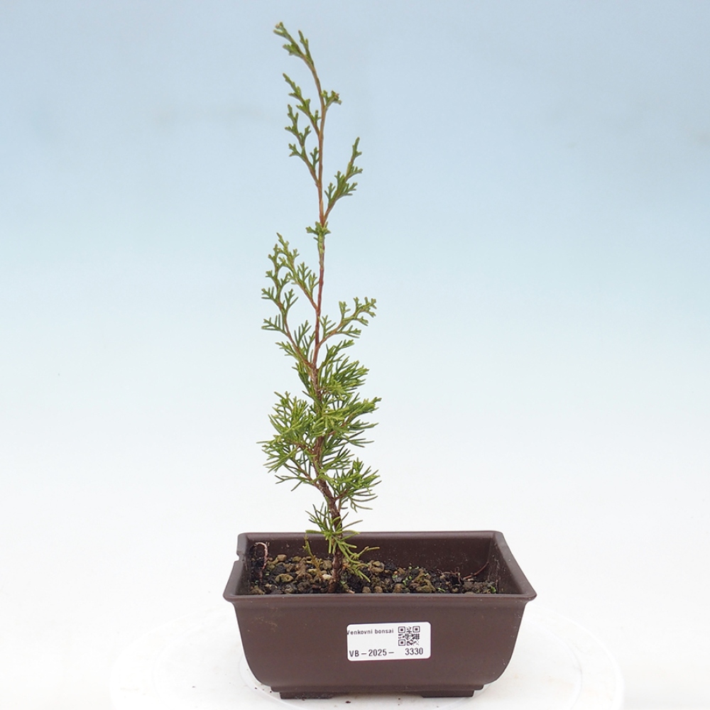 Outdoor bonsai - Juniperus chinensis Itoigawa - Jałowiec chiński