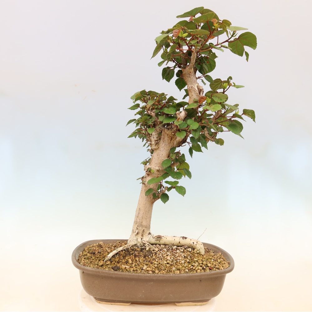 Bonsai domowe - Hibiscus tiliaceus - Hibiskus morski