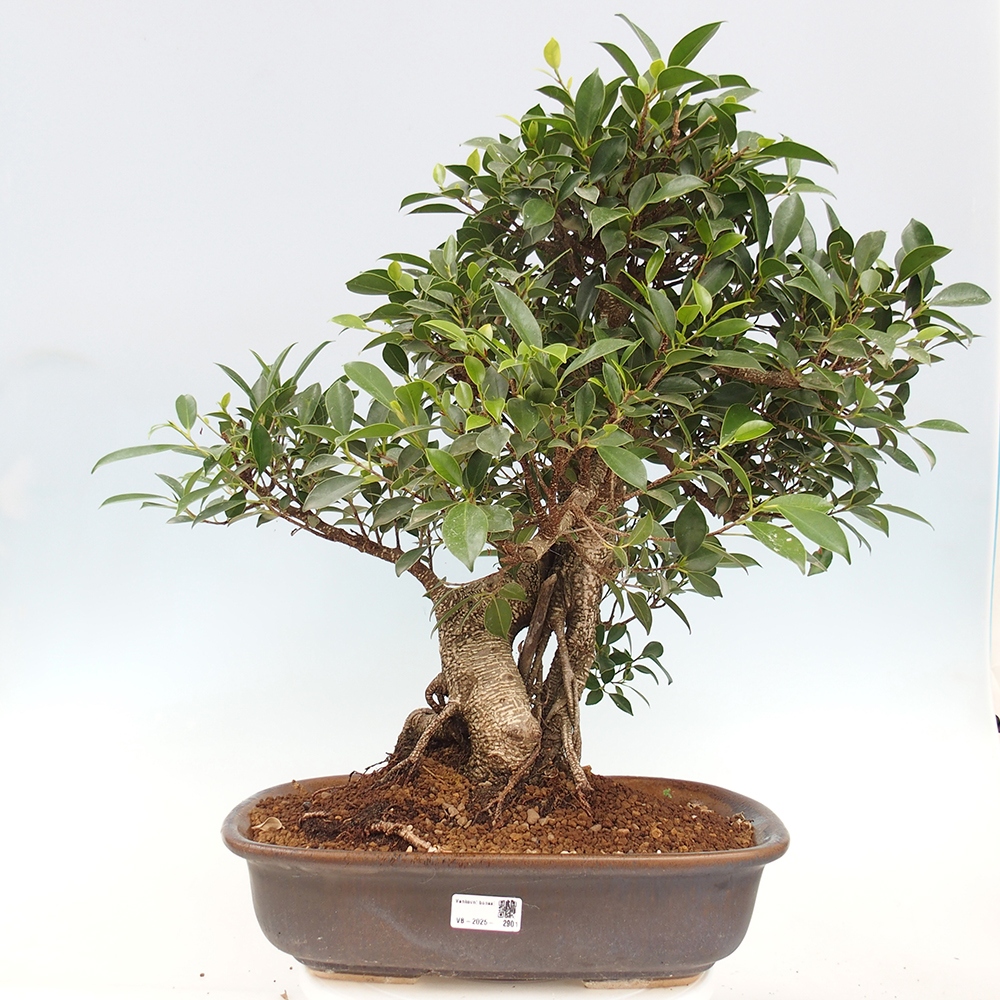 Bonsai pokojowe - Ficus kimmen - figowiec drobnolistny - WYŁĄCZNIE ODBIÓR OSOBISTY lub transport paletowy