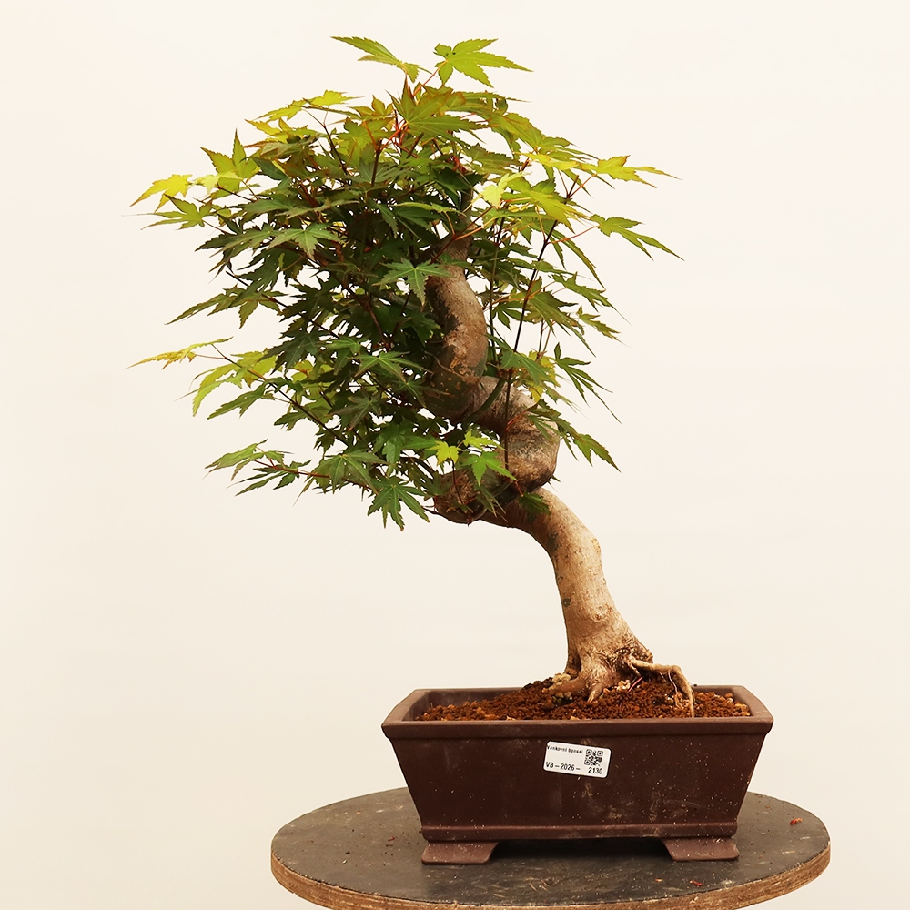 Outdoor bonsai - Klon palmowy - Palmy