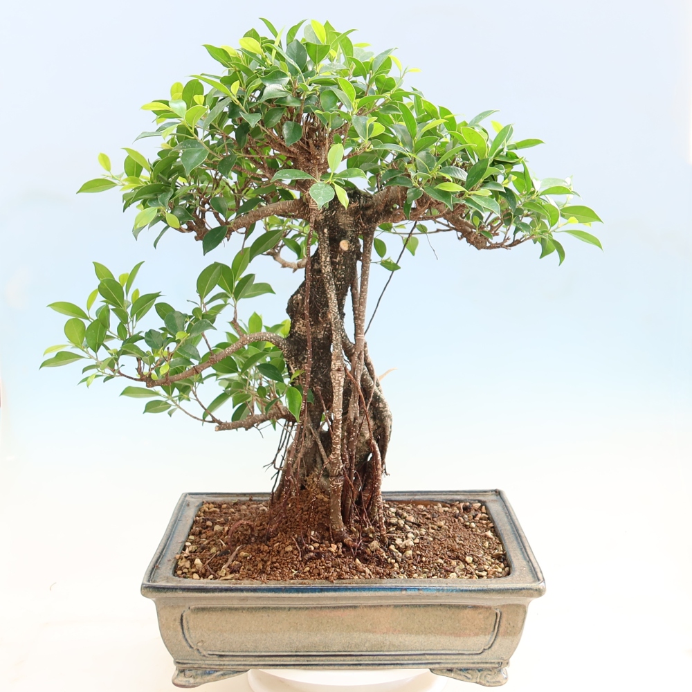 Pokój bonsai - Ficus kimmen - figowiec drobnolistny
