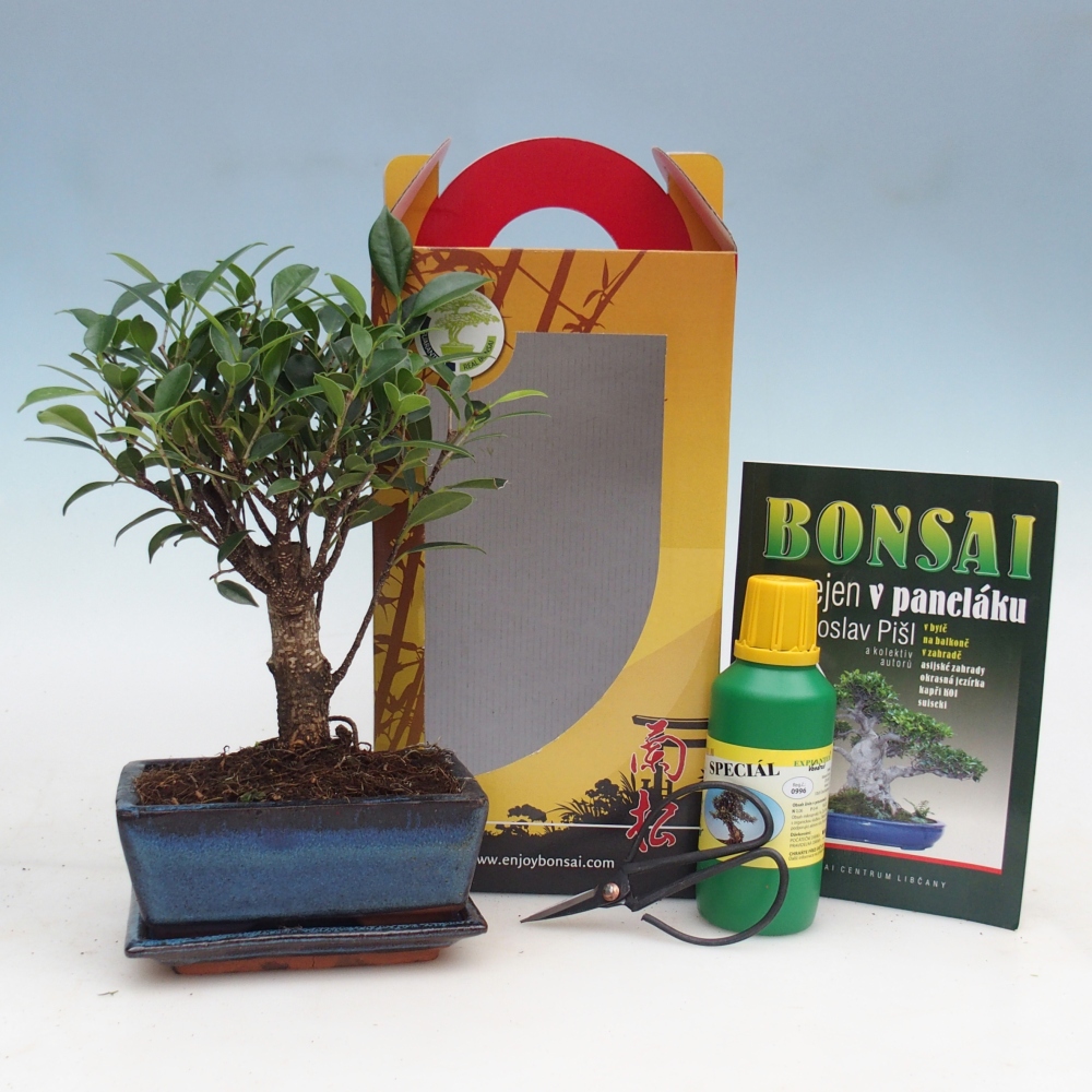 Bonsai pokojowe w pudełku upominkowym Ficus retusa - Figowiec drobnolistny